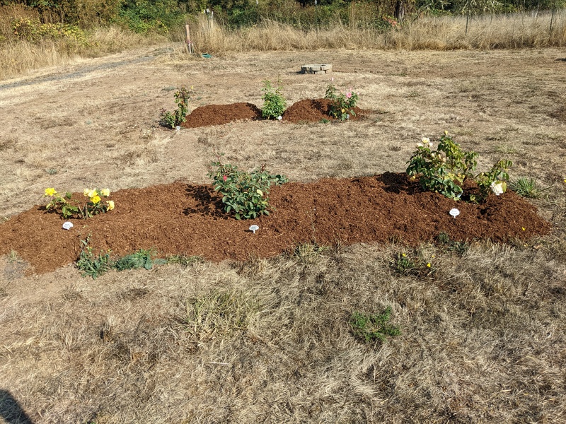 Two of the rose beds.