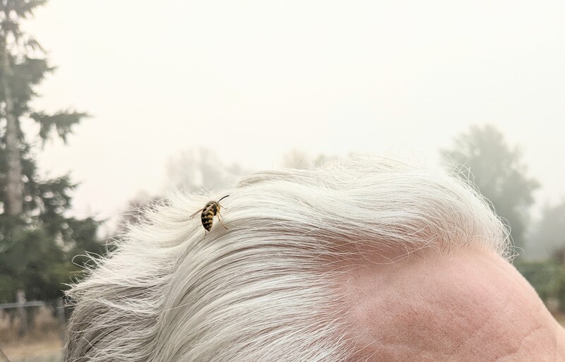yellowjacket landed on Don's hair. Lois is glad for multiple reasons that Don had a lot of hair.