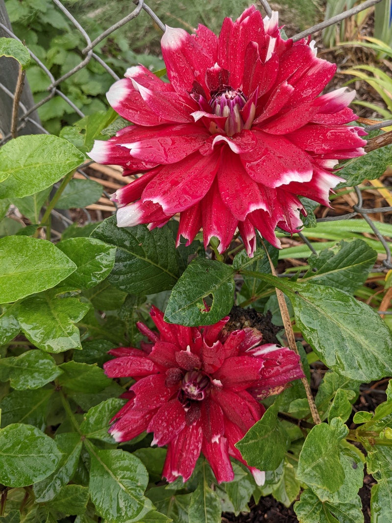 Dahlia