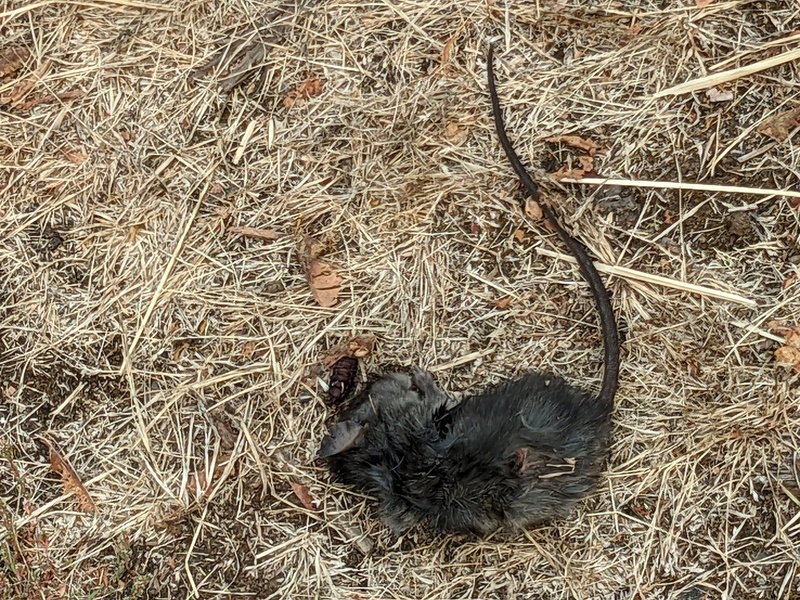 First rat I have seen on our property in the 10 years we have owned it. I have seen a lot of field mice. I am sure the neighbors cat killed it, but exactly where it caught it....I don't know.