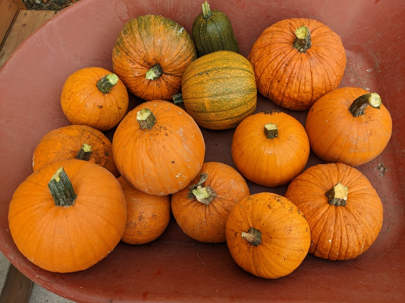 Our pumpkin harvest this year.