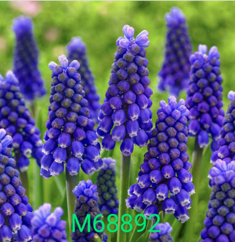 Blue hyacinth