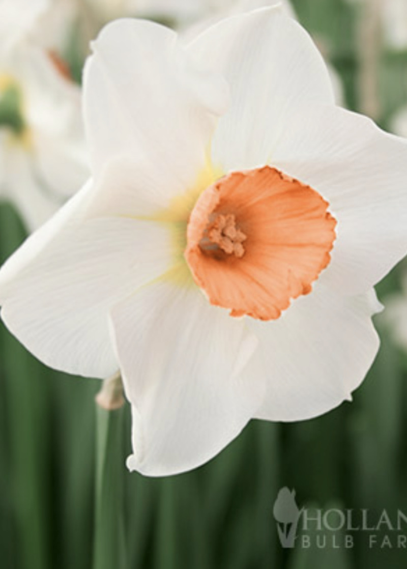 daffodils