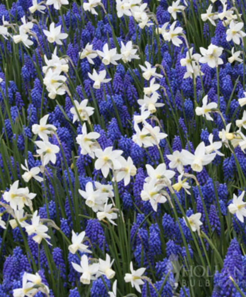 Blue hyacinth and narcissus