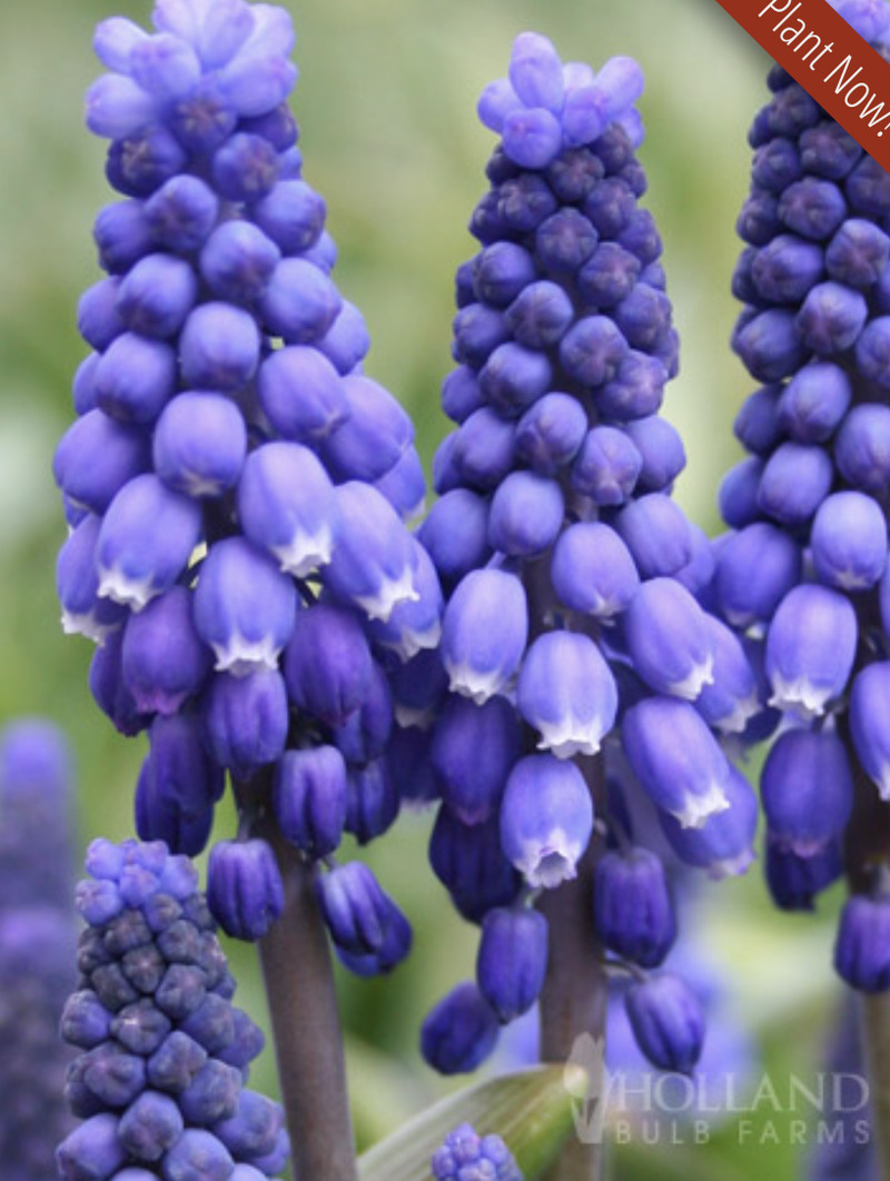 Blue hyacinth