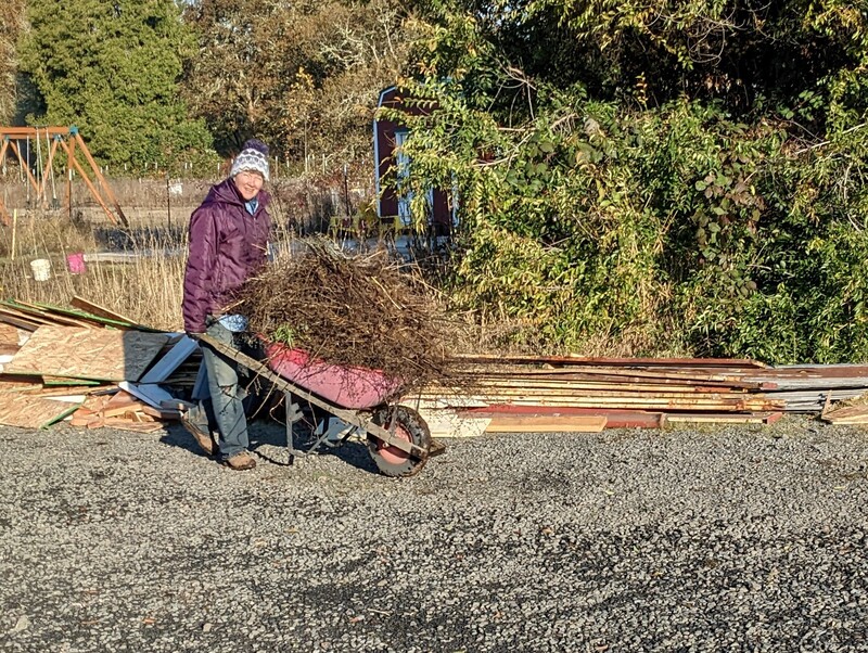 Laura hauling weeds from the firepit area to the compost area.