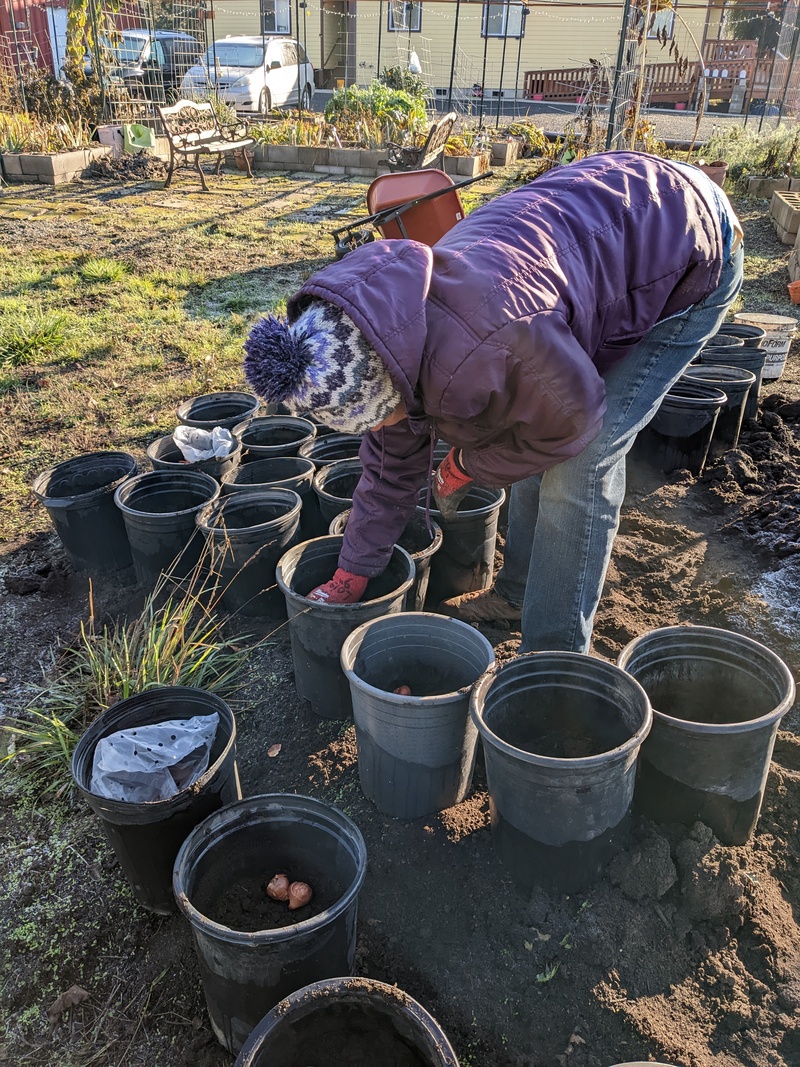 Laura setting bulbs.