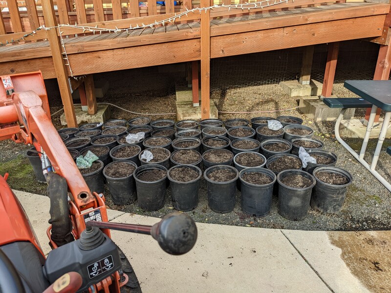 47 buckets of tulip bulbs.