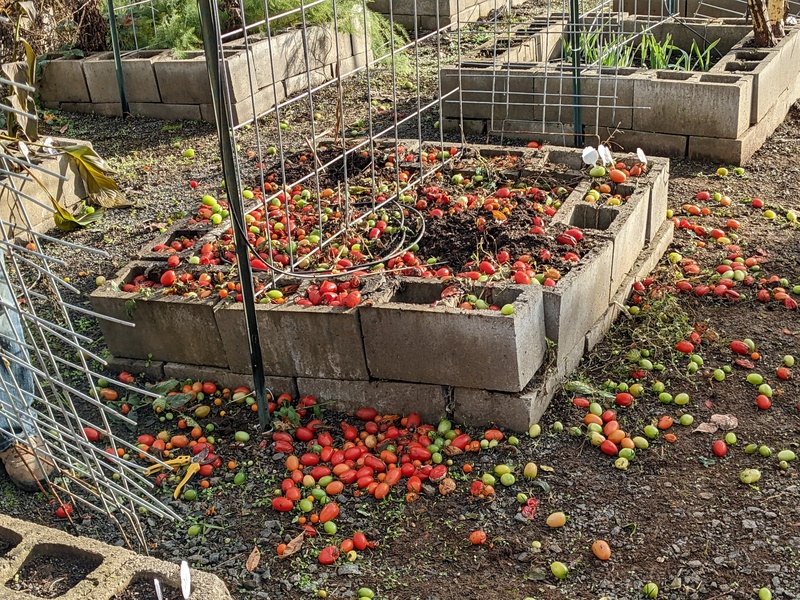 Tomatoes after the vines got taken down.