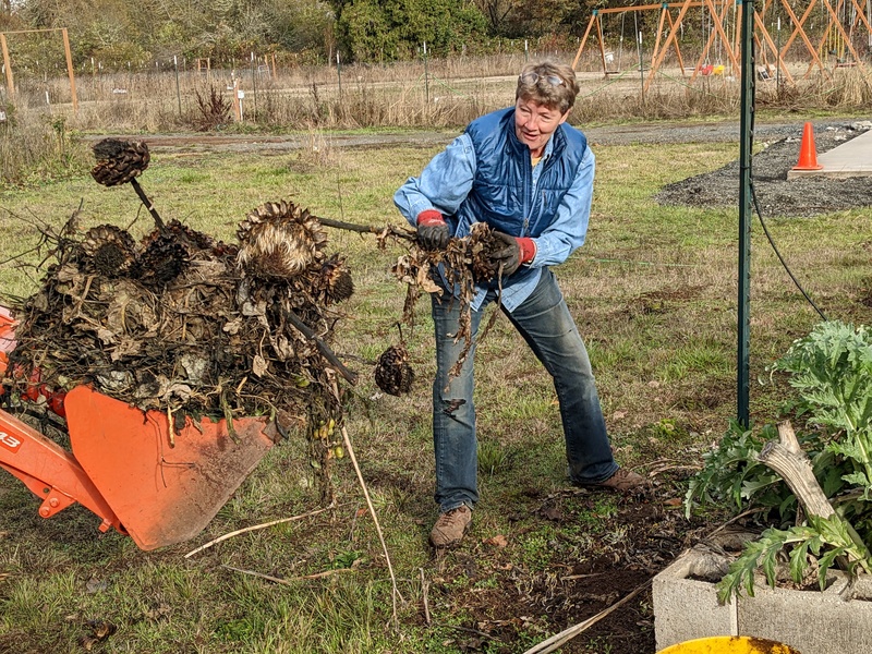 Laura loading sunflower stalks.