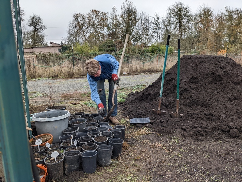 Laura putting dirt on bulbs.