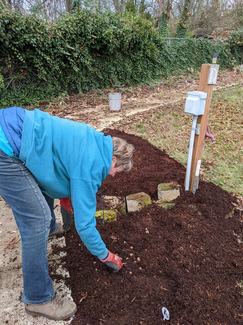 Laura planting bulbs.