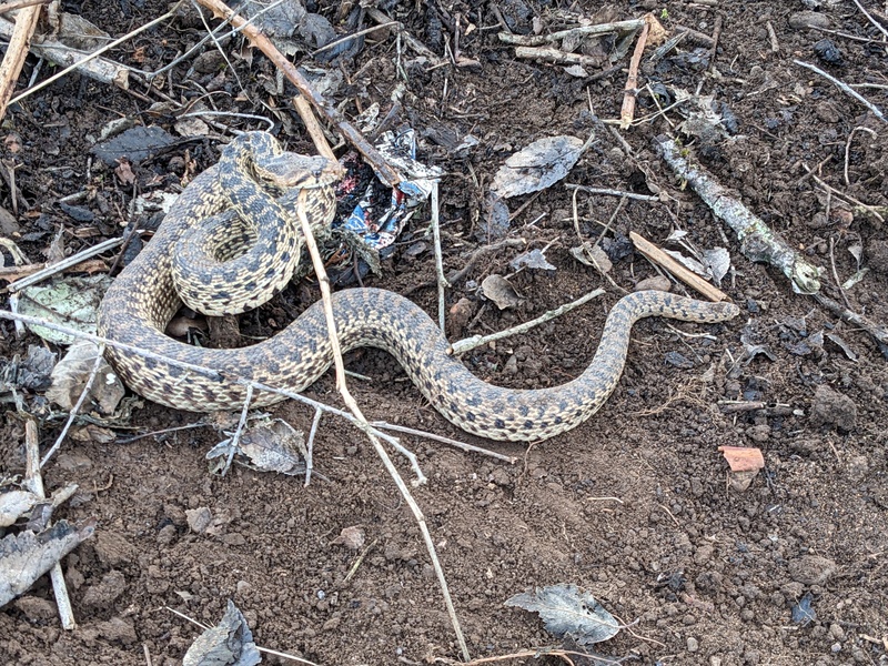 We disturbed a kind and gentle snake that lived under the bathtub tree. Sorry snake.