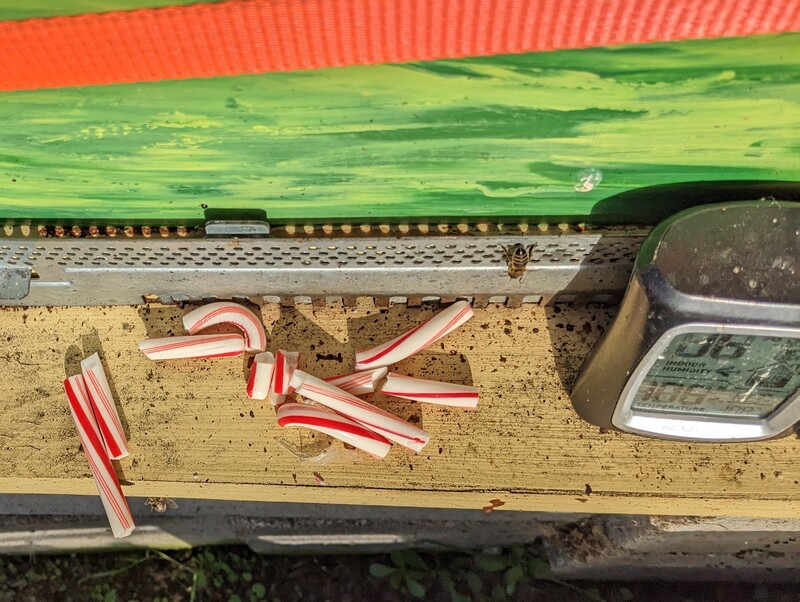 Sugar canes for the bees. Is that bee one of ours, or a visitor? Temperature near the beehive was 106F but out in the field it was maybe 36F.  Maybe.