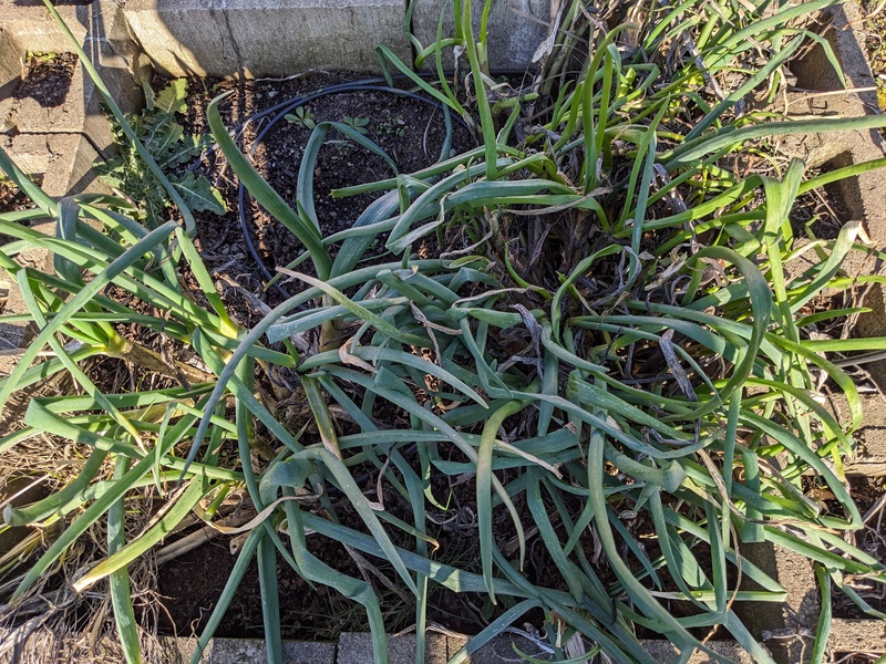 Green onions from last year are pretty squirrelly.