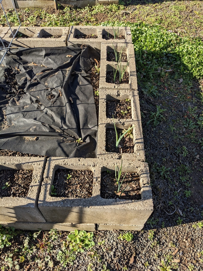 Dutch iris are coming up in The Waffle.