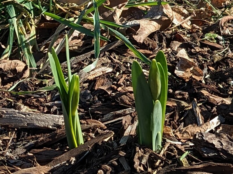 Daffodils are coming up along the east fence.