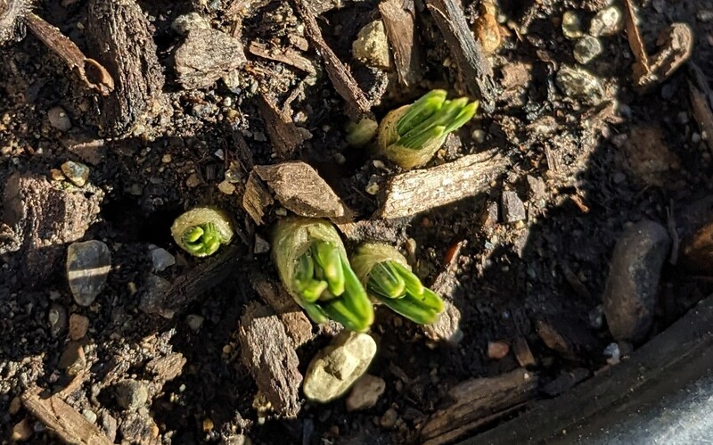 Crocuses come to life.