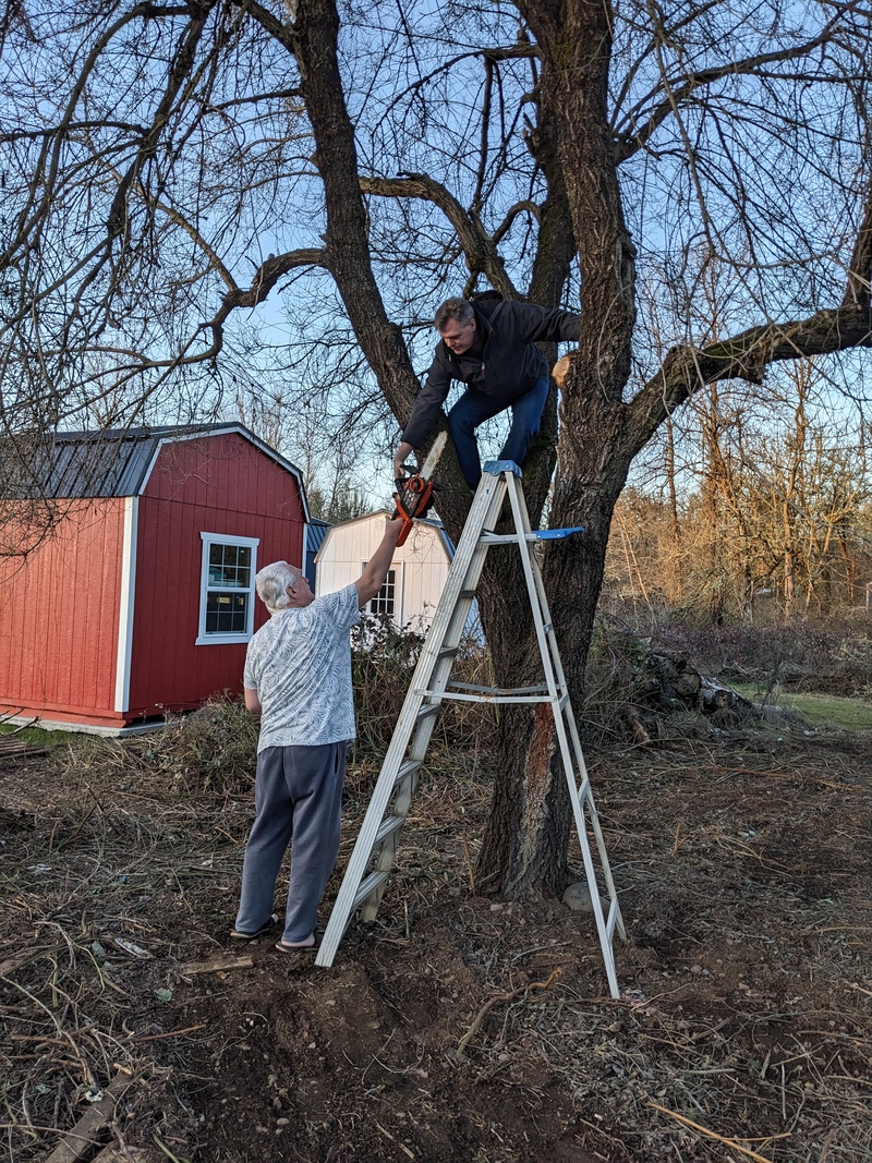 Joseph will cut down a large, unwanted branch. Joseph climbed the ladder, then Joseph got the chainsaw, and Don took away the ladder until the end.