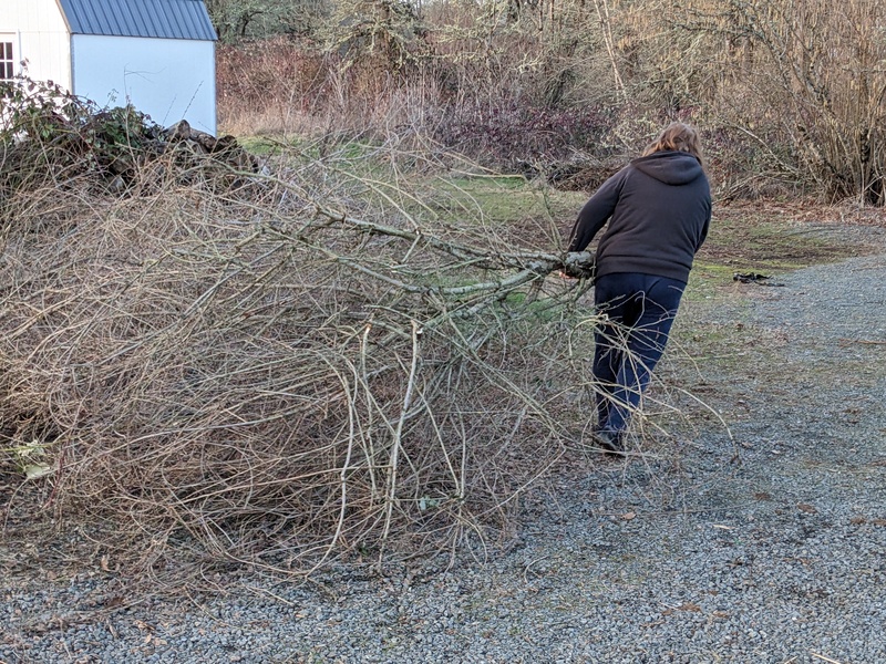 Lois hauls off a large branch.