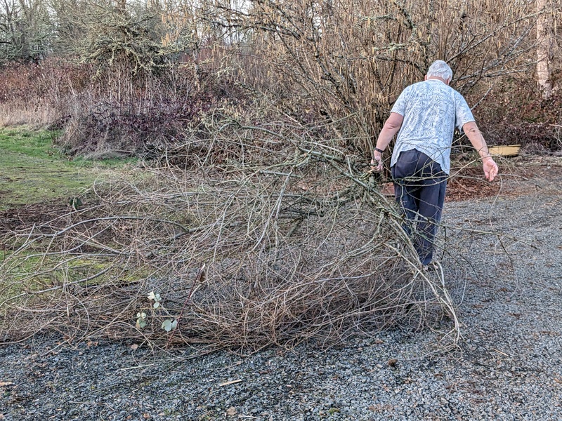 Don hauls off a large branch.