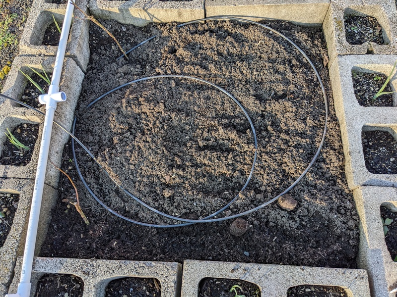 Lois cleaned 30 cells in the waffle to get ready for planting.