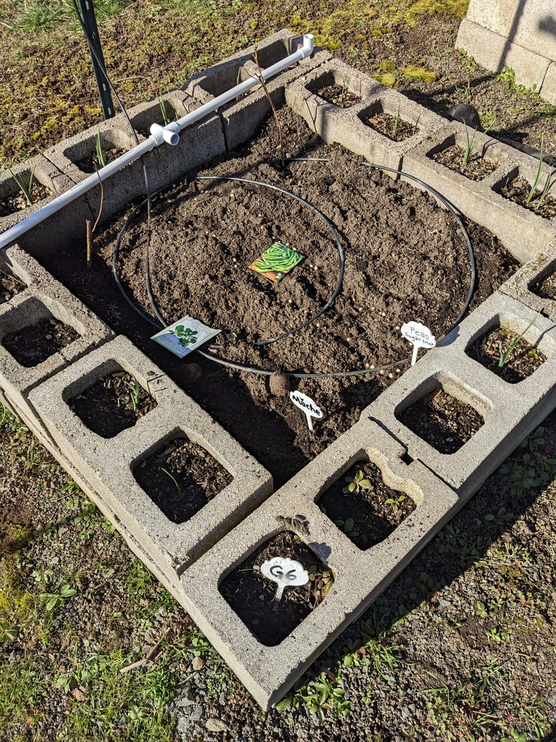 Lois planted Mâche and sugar snap peas in The Waffle.