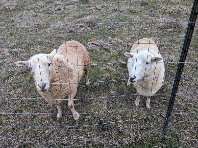 Rosie and Sandy, Rosewold Khatadin sheep