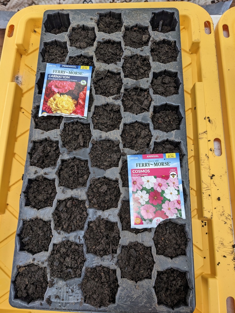 Lois started seeds, carnation, cosmos.