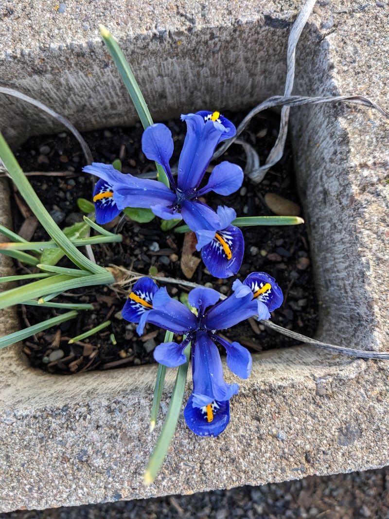dutch iris, first bloom.