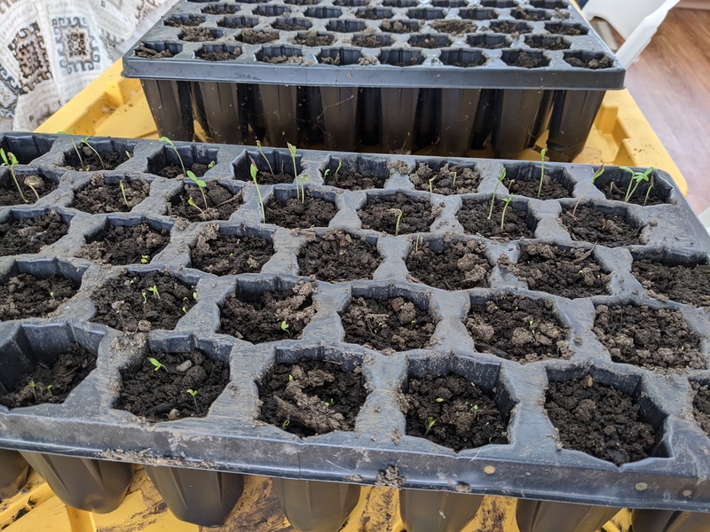 seedlings are coming up. I think most of these are cosmos.