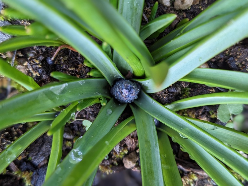 grape hyacinth peeking out.