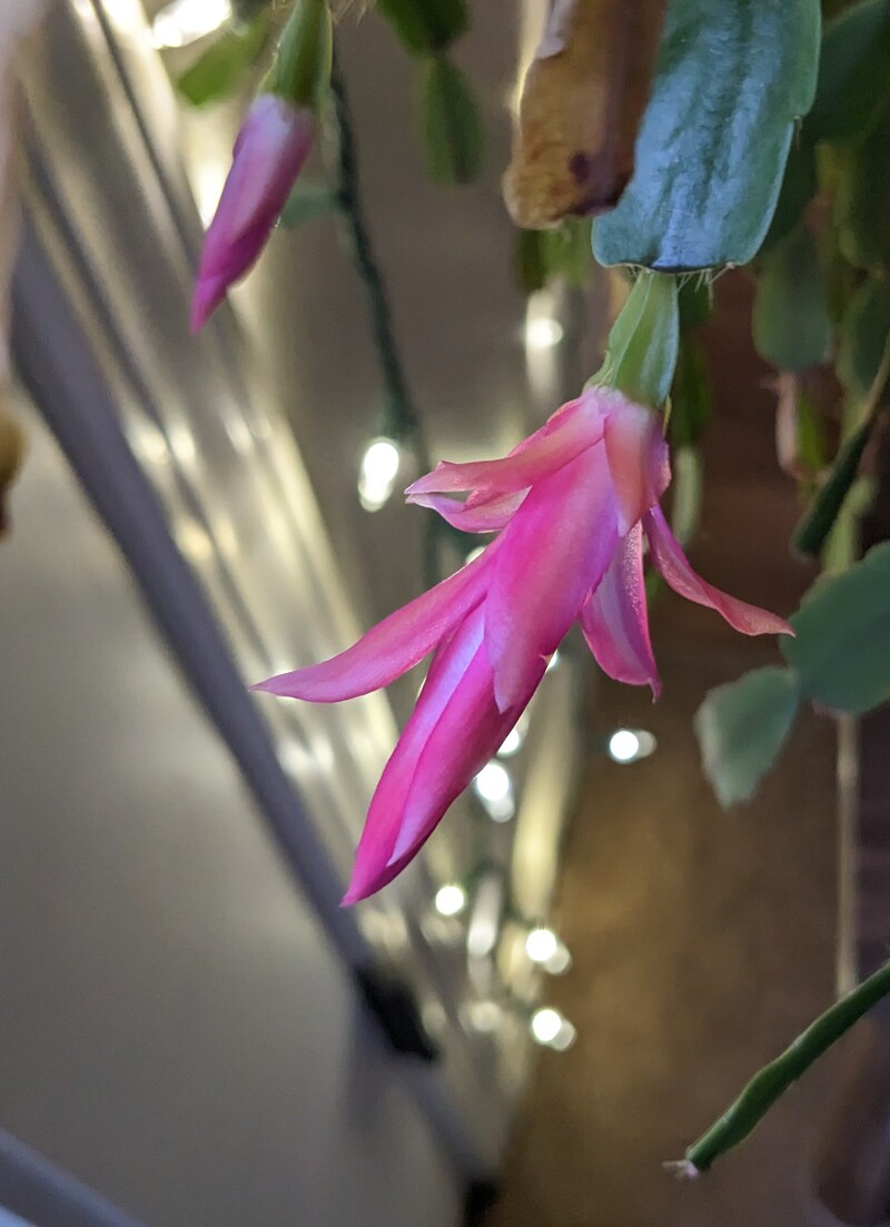 Christmas cactus often blooms around Easter for a second time.