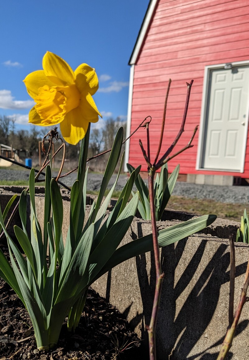 first daffodil