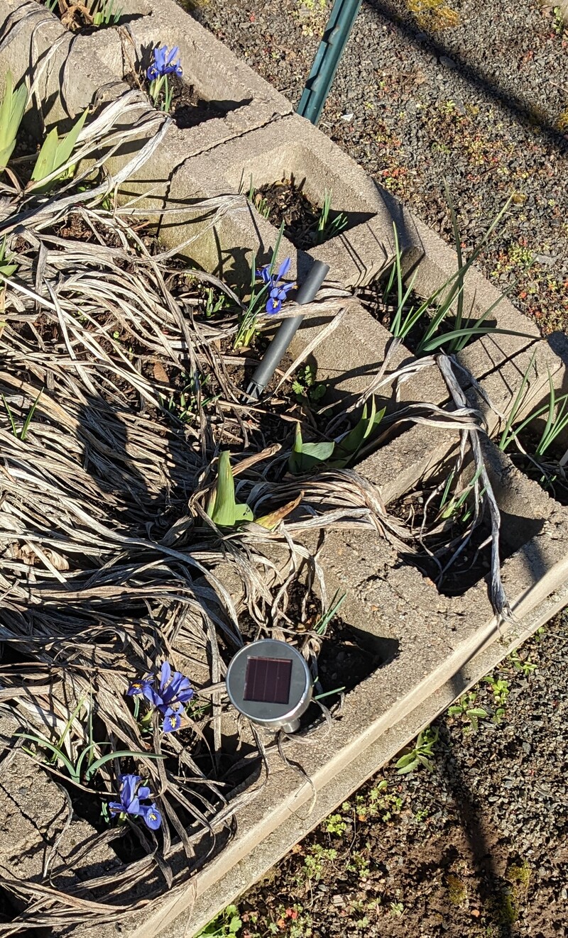 more dutch iris