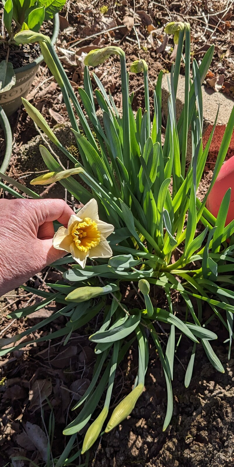 second daffodil