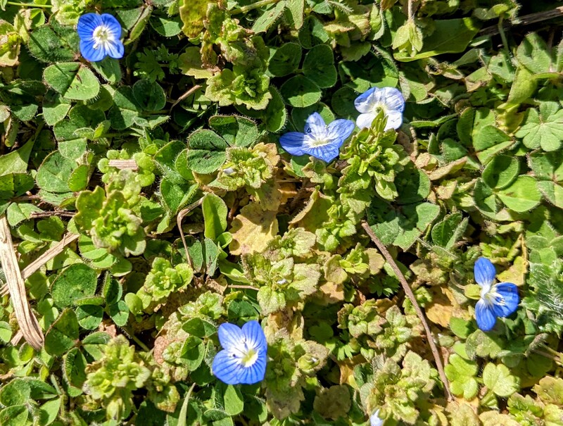Little Blue ground cover flowers are blooming.