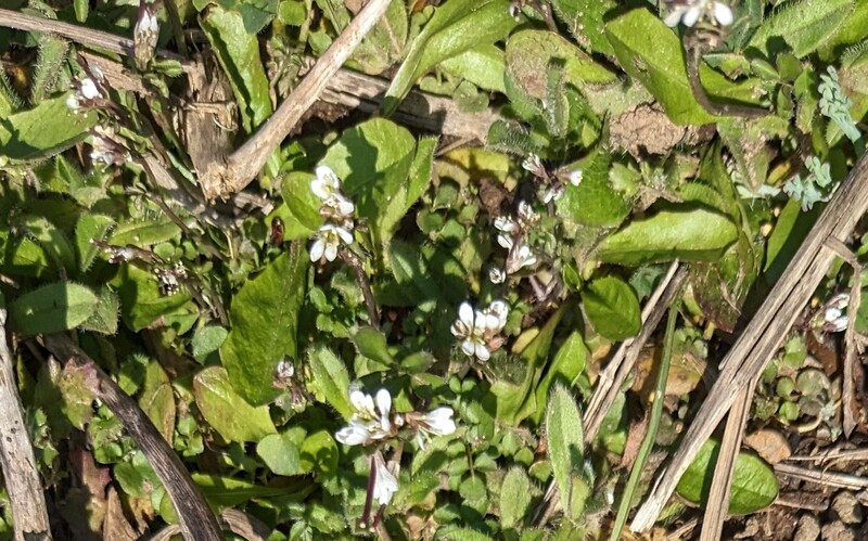 Little White ground cover flowers are blooming