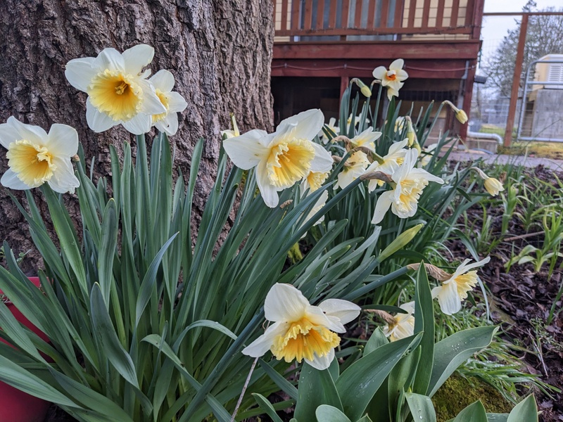 Daffodils in bloom.