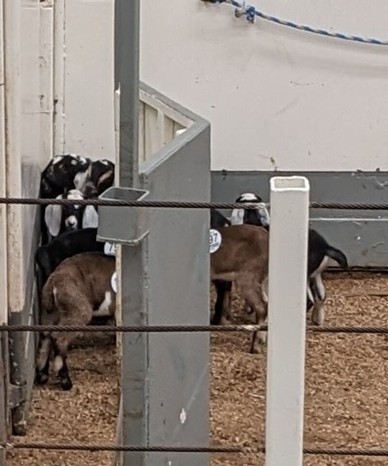 Eugene Livestock Auction. These are most of our new little ones.