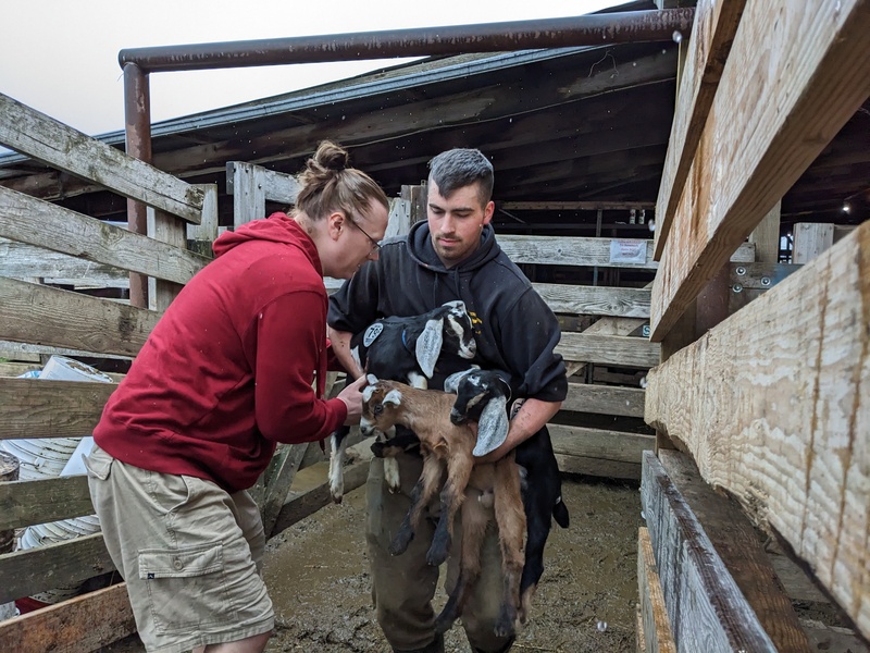 Eugene Livestock Auction Ben is loading up our new goats