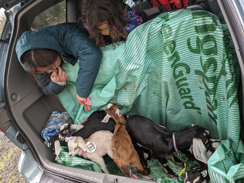 Goats in the back of the van get collar s