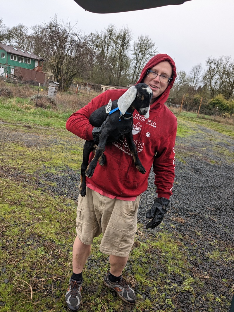 Ben bringing goats to new home.