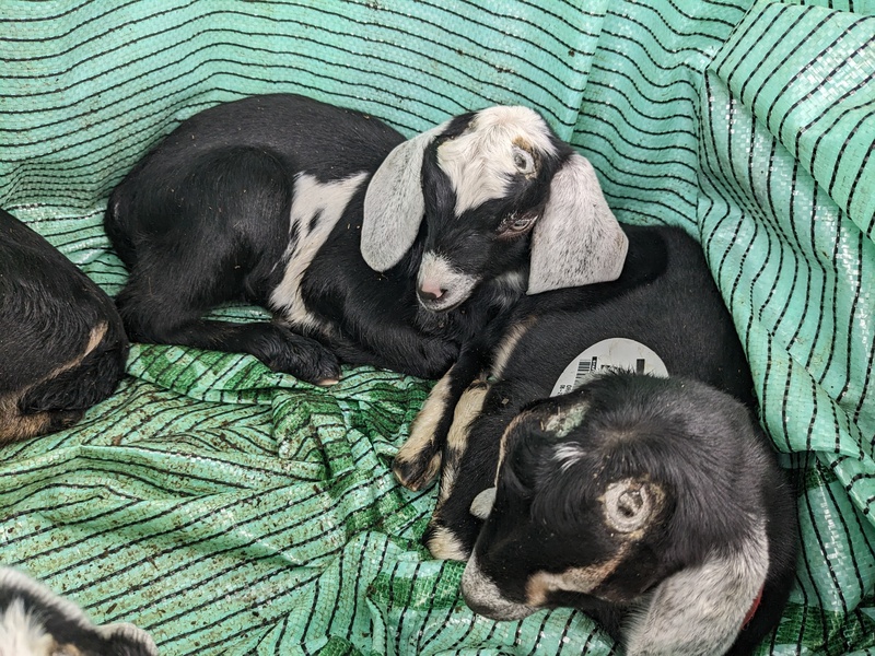 Goats in the back of the van.