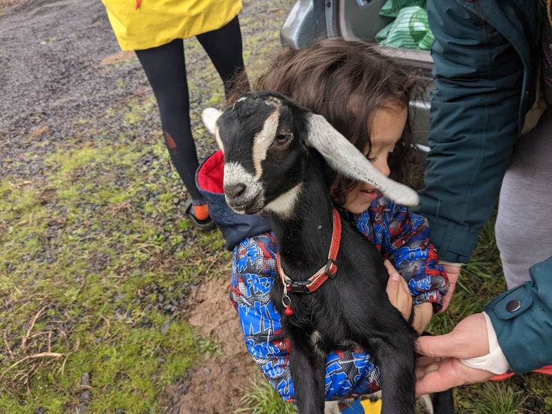 Sun Sum bringing goats to new home.