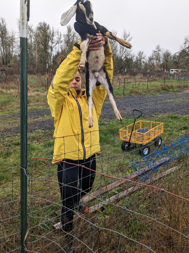 Nerea bringing goats to new home.