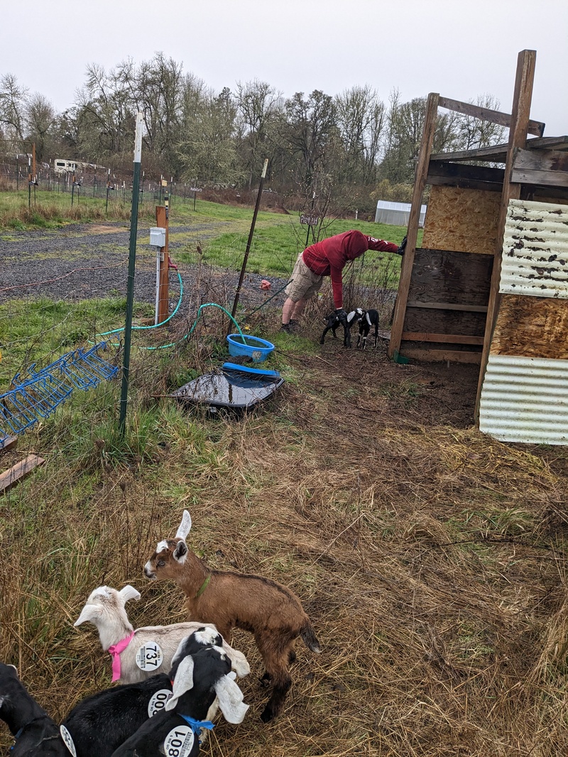 Ben bringing goats to new home.