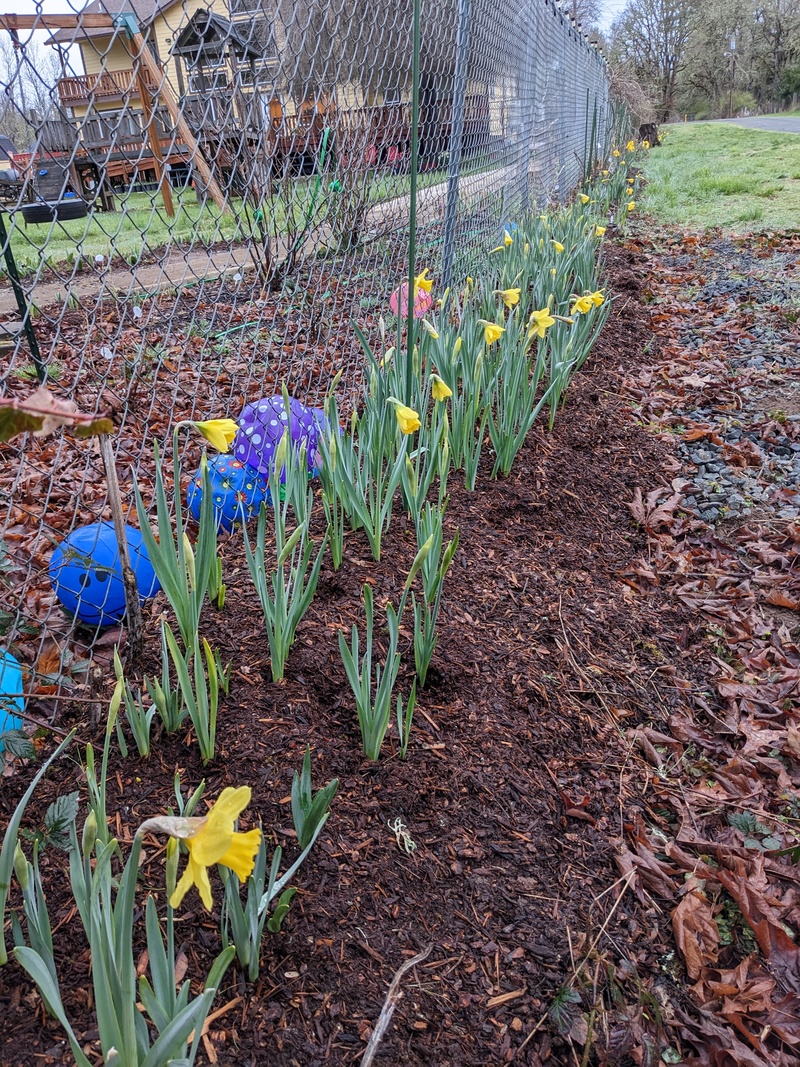 About half of the daffodils are finally blooming.