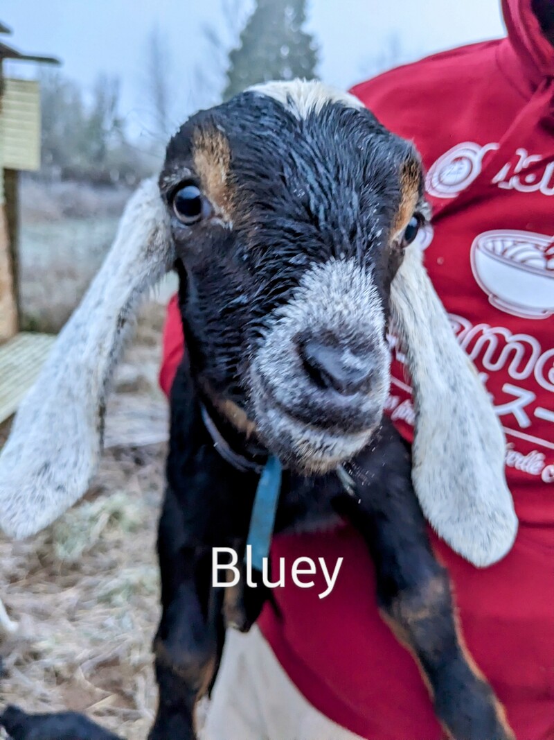 Bluey