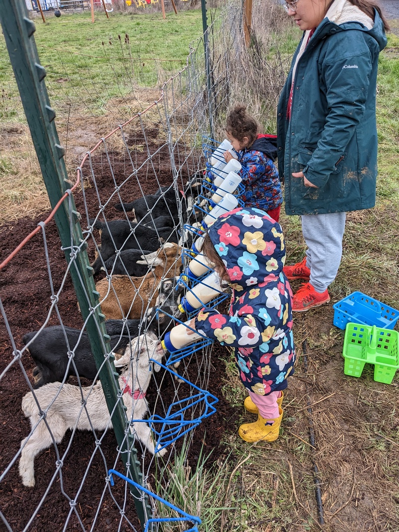 Feeding the goats.